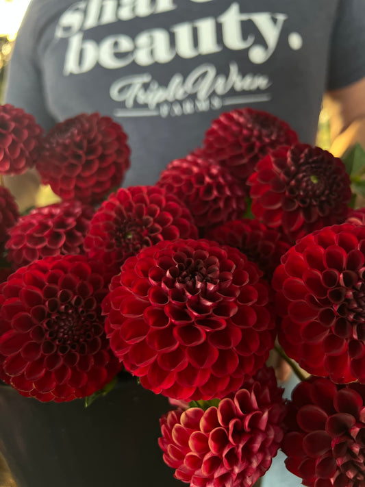 Red and Deep Red Bloomquist Crave dahlia tuber from Triple Wren Farms