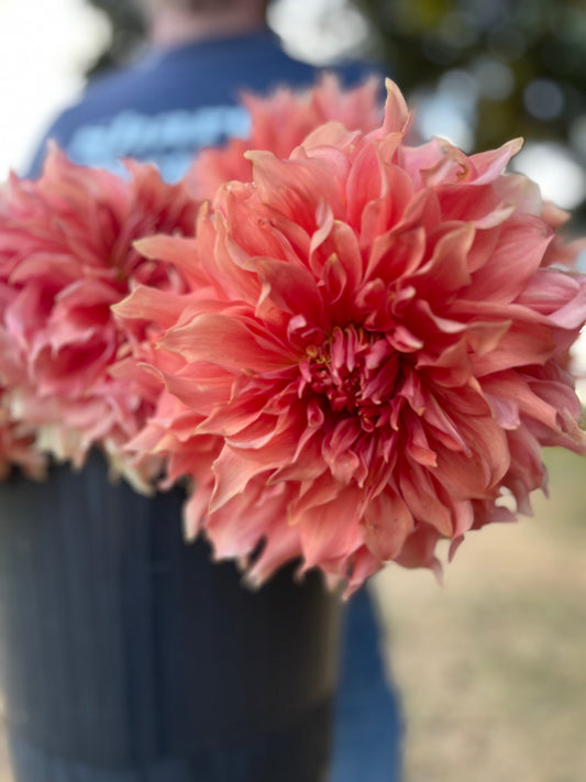 Tubercule de dahlia Sierra Glow 