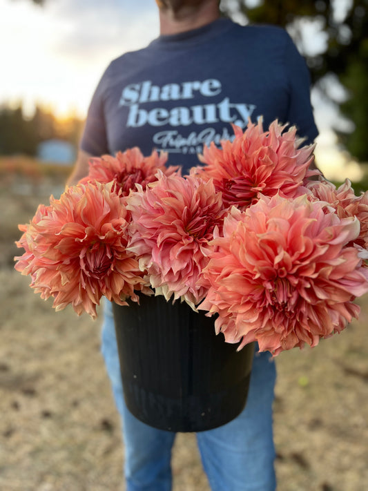 Sierra Glow Dahlia Tuber