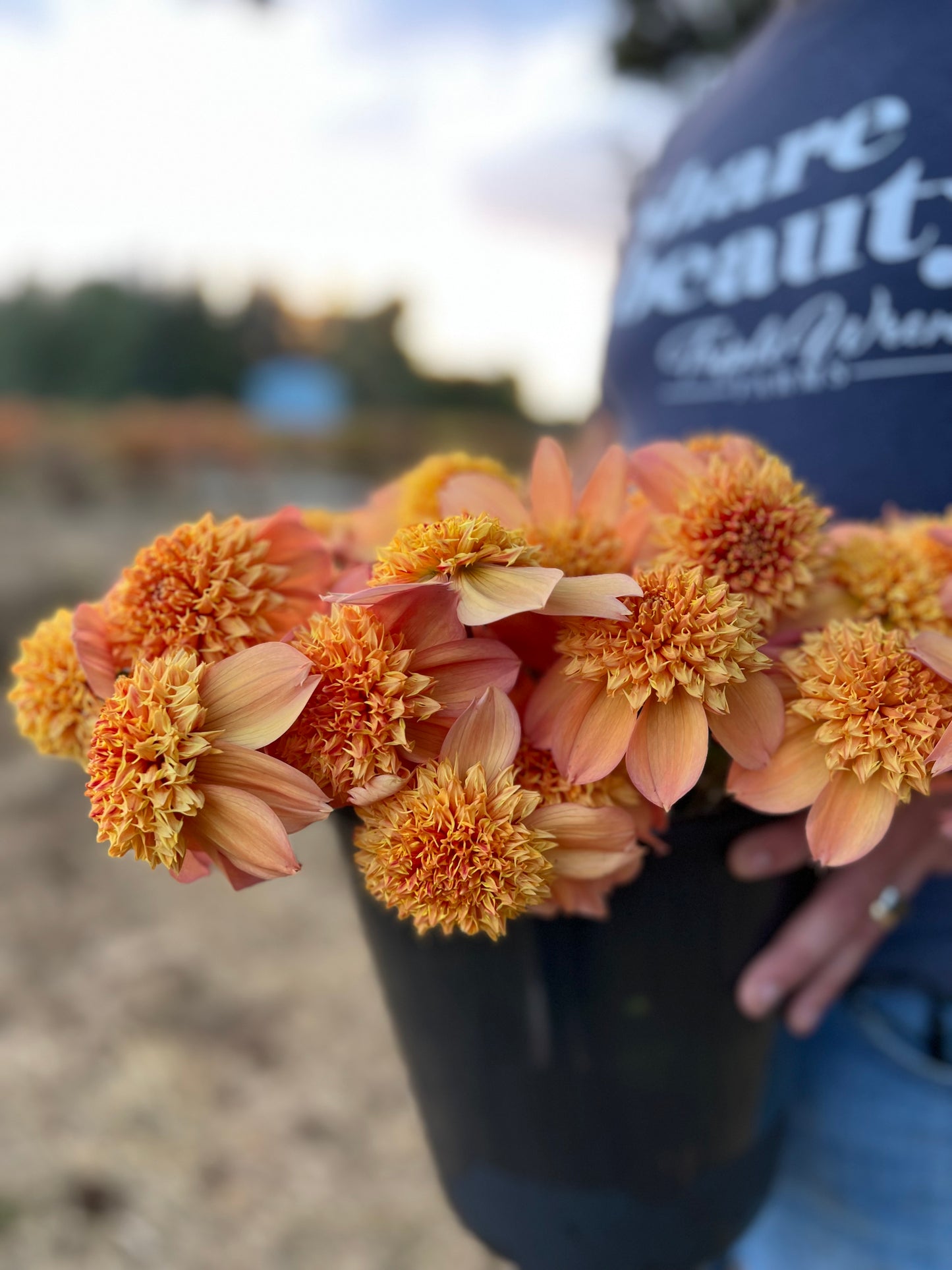 Sandia Brocade Dahlia Tuber