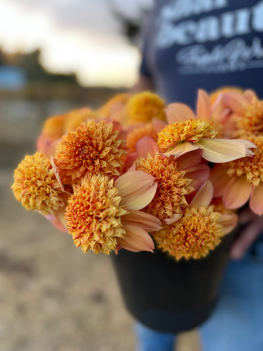 Sandia Brocade Dahlia Tuber
