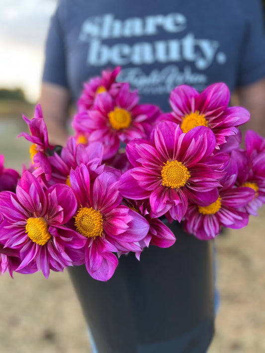 Bloomquist Whimsical Dahlia Tubers from Triple Wren Farms