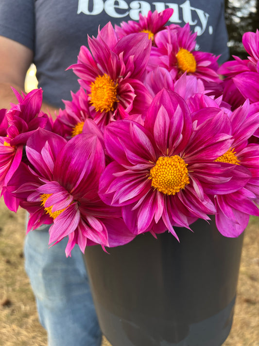 Pink and fuchsia and Purple and Magenta Bloomquist Whimsical Dahlia Tubers from Triple Wren Farms