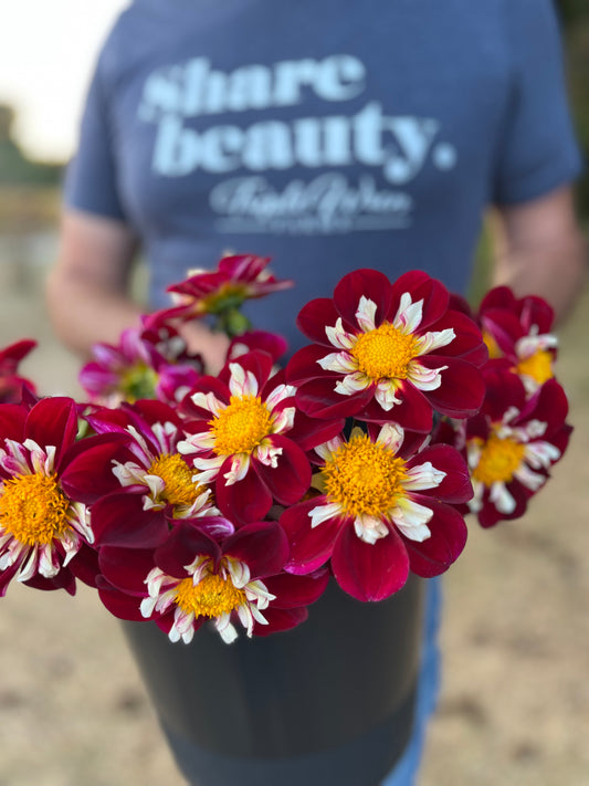 Red and Scarlet and Plum Bloomquist Steve R Dahlia Tubers from Triple Wren Farms