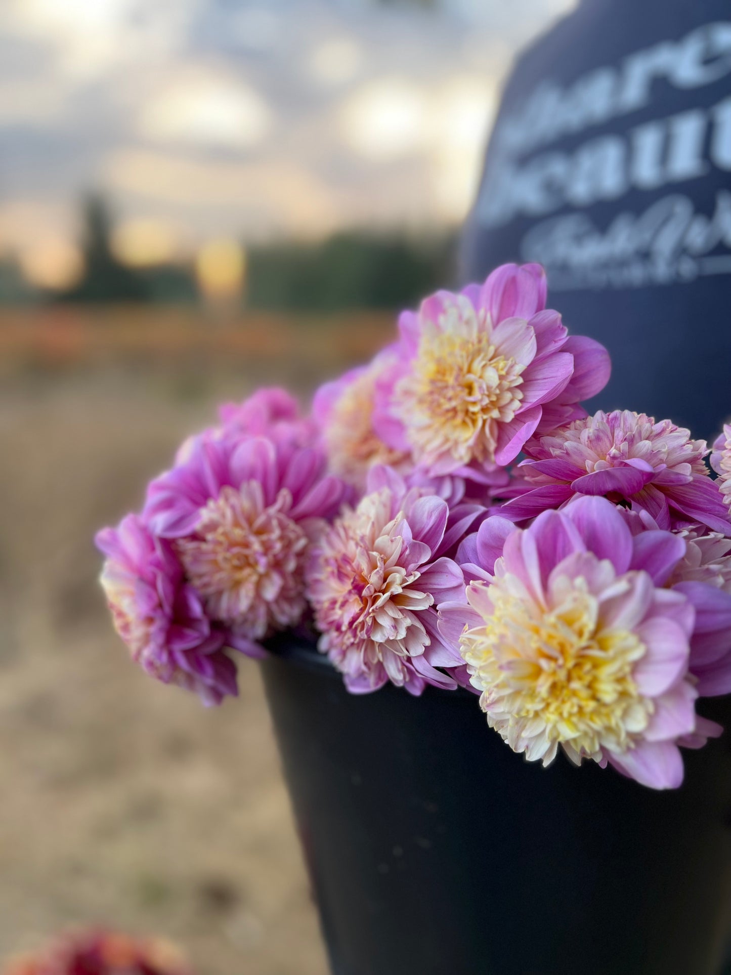 Take Off Dahlia Tuber