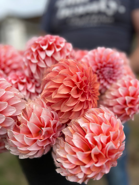 Pink and Coral and Peach and Orange and White and Blush Peaches-n-Cream Dahlia Tubers from Triple Wren Farms