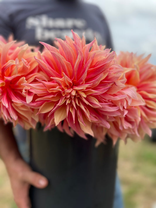 Pink and Orange and Peach and Coral and Light Yellow Labyrinth Dahlia Tubers from Triple Wren Farms