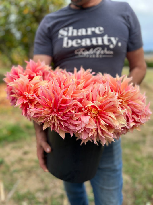 Labyrinth Dahlia Tubers from Triple Wren Farms