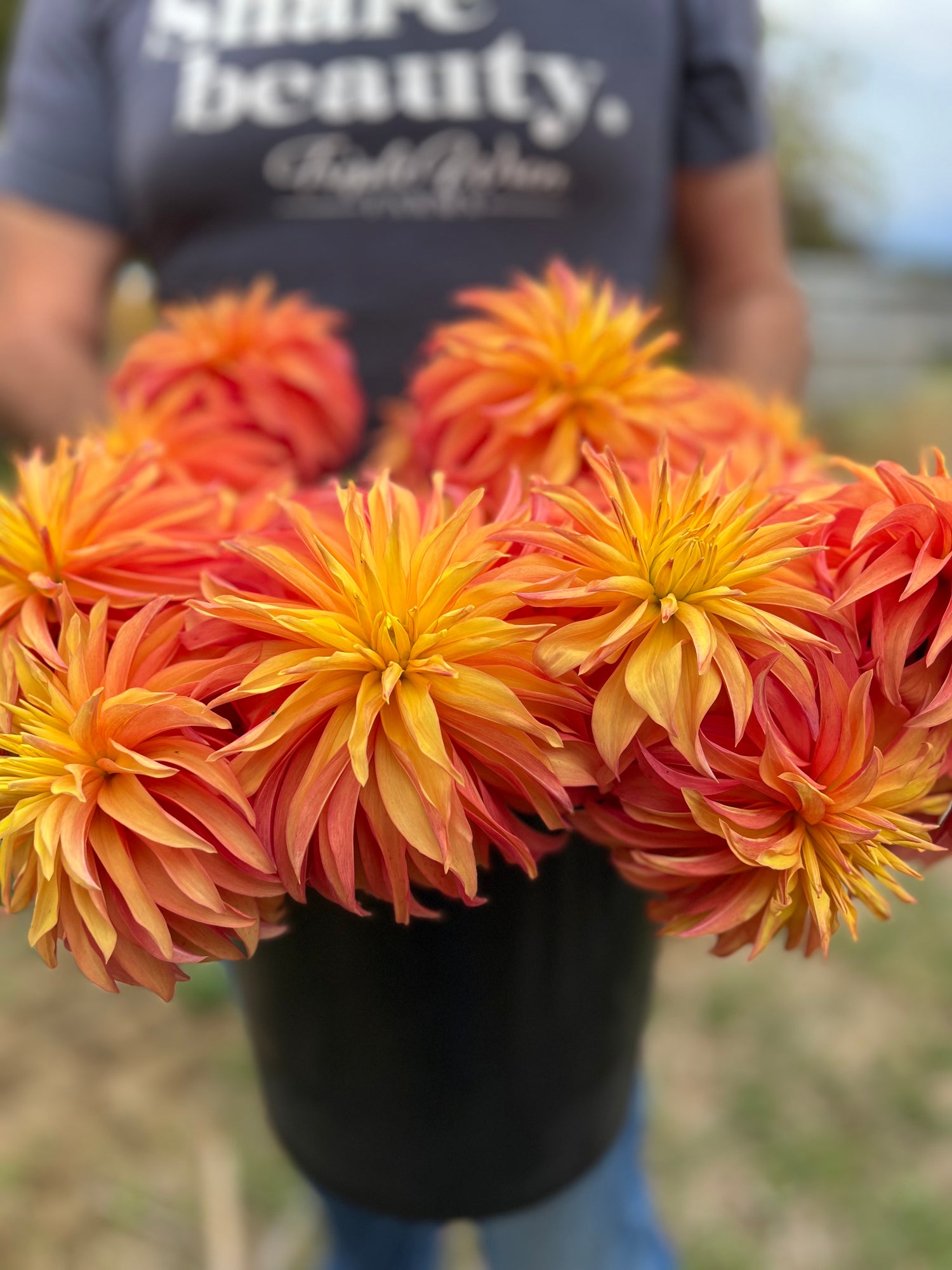 buy Bloomquist Pumpkin Dahlia Tubers from Triple Wren Farms for your home garden