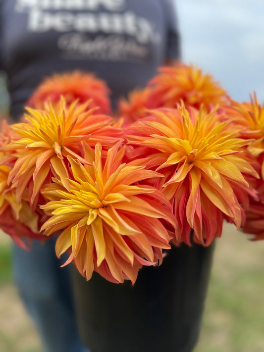 Orange and yellow and peach Bloomquist Pumpkin Dahlia Tubers from Triple Wren Farms