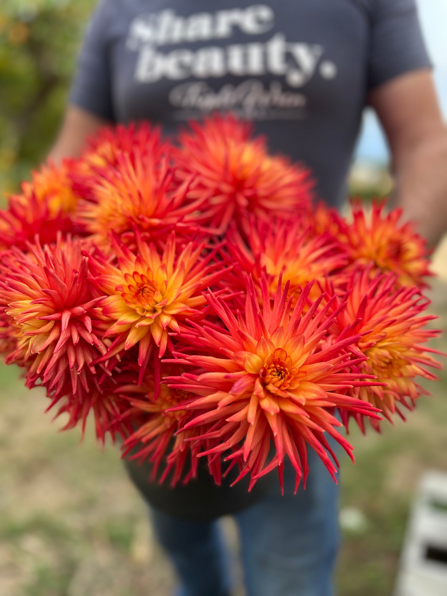 Bloomquist Tracy G Dahlia Tubers from Triple Wren Farms