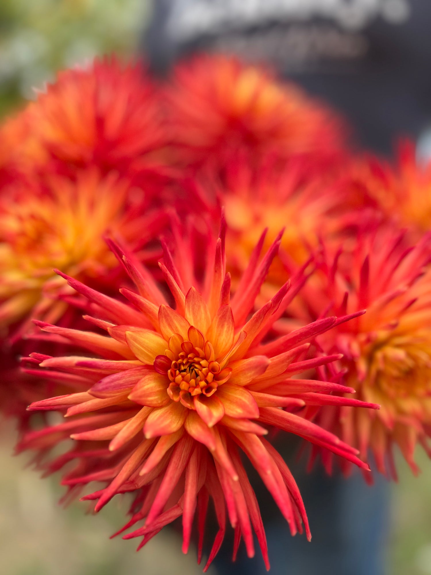 Red and Crimson and Orange and Yellow Bloomquist Tracy G Dahlia Tubers from Triple Wren Farms