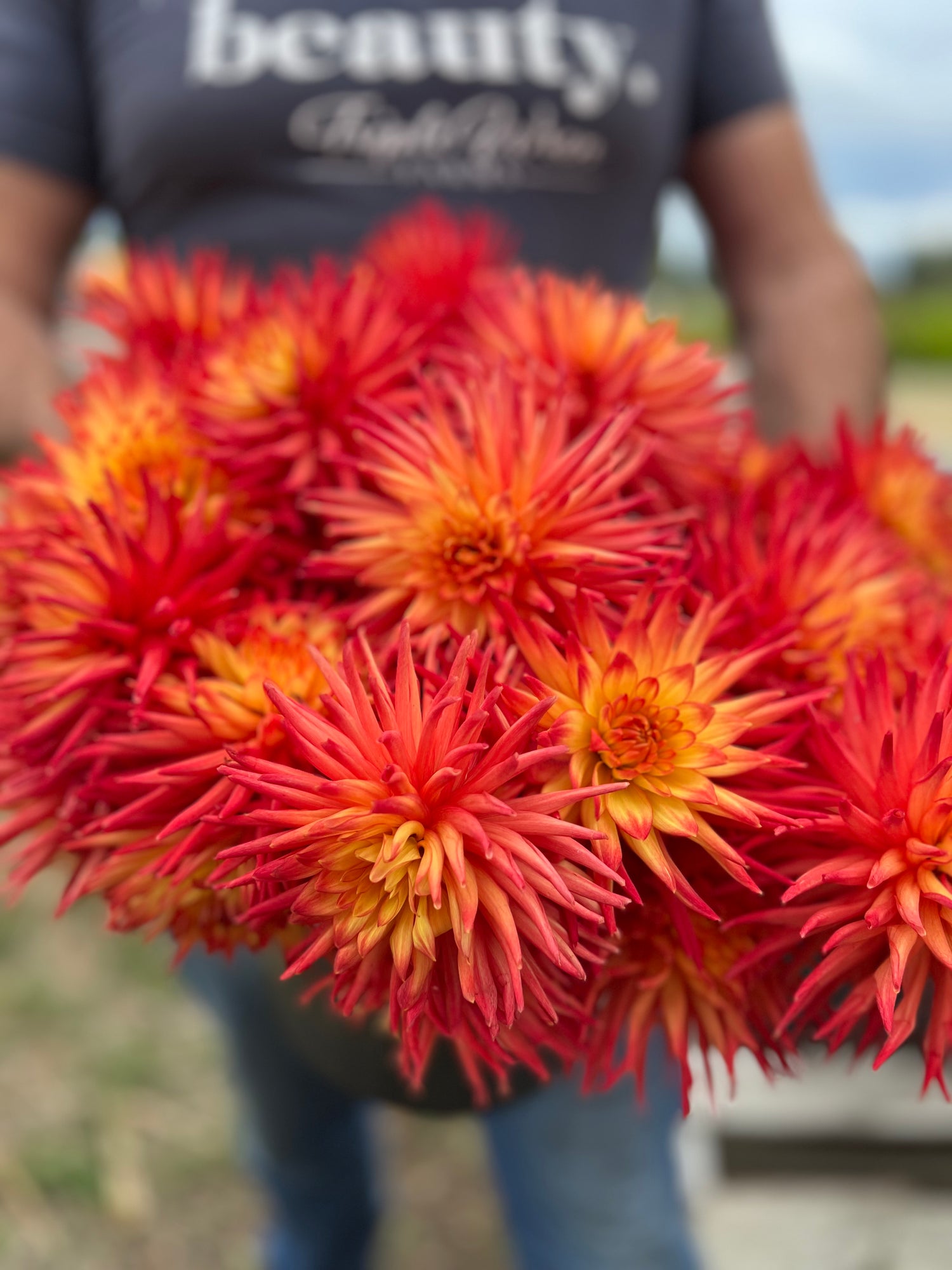 Buy Bloomquist Tracy G Dahlia Tubers from Triple Wren Farms for your home garden