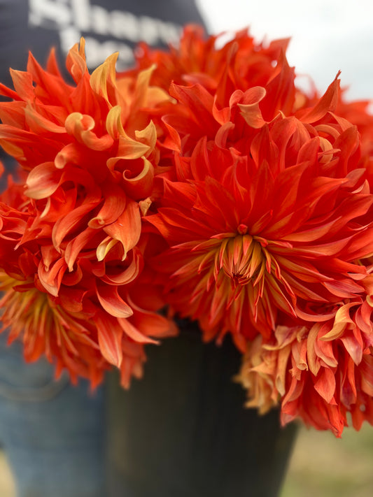 Orange and Hot Orange Bloomquist Octopus dahlia tubers from Triple Wren Farms