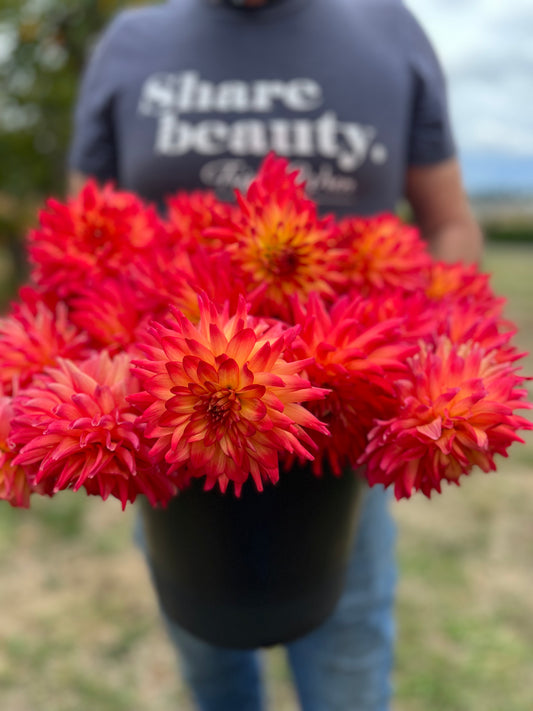Bloomquist Tropic Dahlia Tubers from Triple Wren Farms