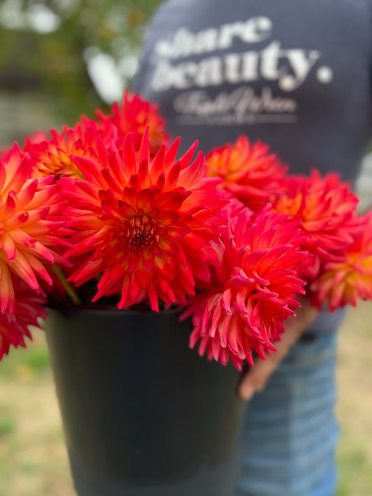 Red and Scarlet and Crimson and Dark red and Yellow and Orange Bloomquist Tropic Dahlia Tubers from Triple Wren Farms