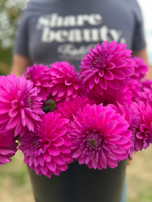 Pink and Fuchsia and hot pink Bloomquist Ruby Dahlia Tubers from Triple Wren Farms