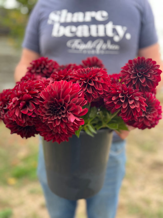 Shadow Cat Dahlia Tuber