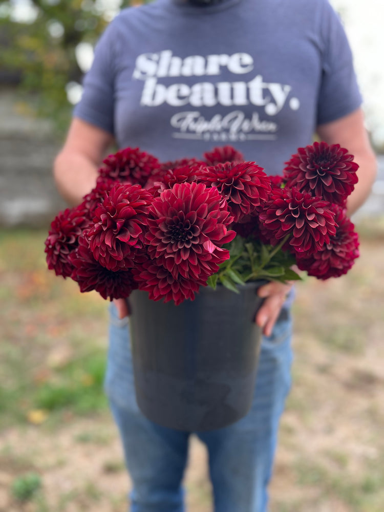 Shadow Cat Dahlia Tuber Triple Wren Farms
