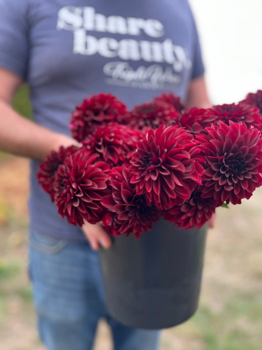 Shadow Cat Dahlia Tuber