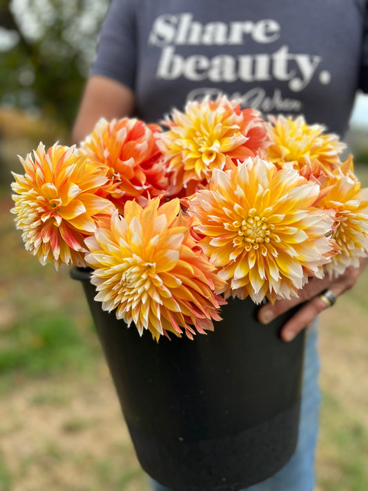 Bloomquist Candy Corn dahlia tubers from Triple Wren Farms
