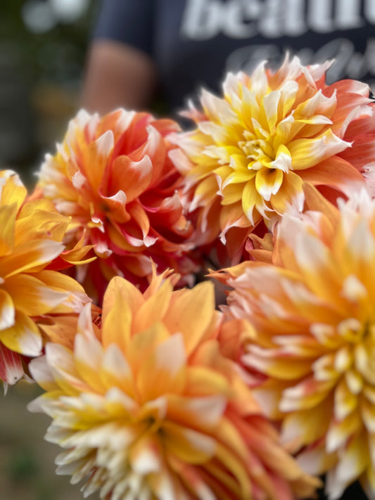 Yellow and White and Orange and Cream dahlia tubers Bloomquist Candy Corn from Triple Wren Farms