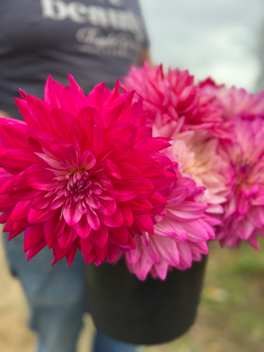 Many-colored Red and scarlet and Pink and White and light Pink Bloomquist Minty dahlia tubers from Triple Wren Farms