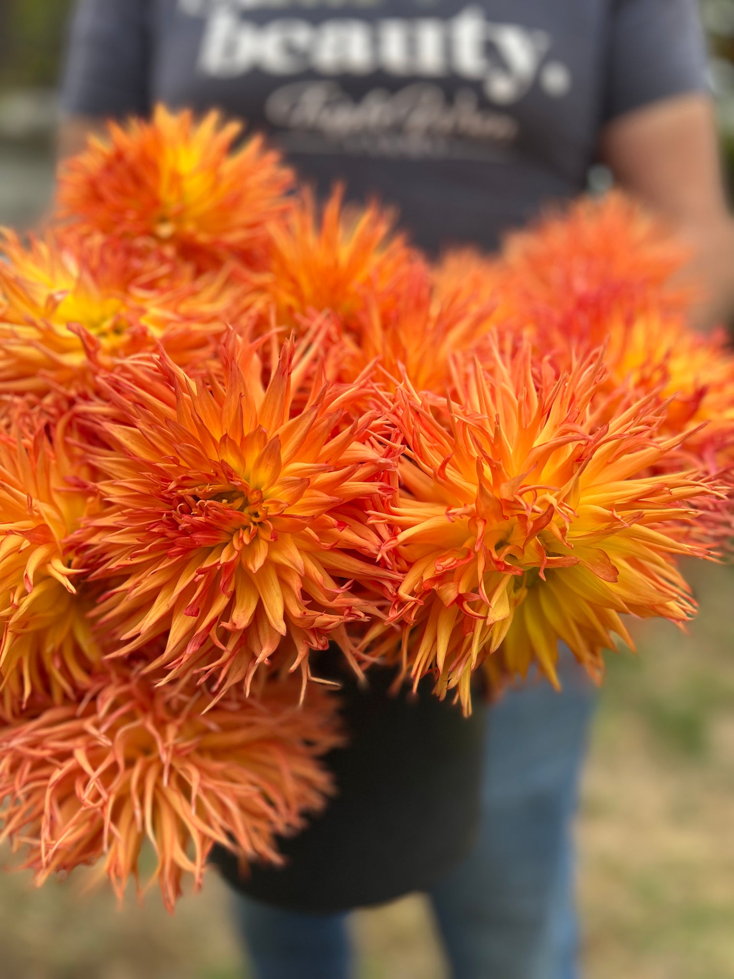 Bloomquist Burst dahlia tubers from Triple Wren Farms