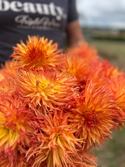 Gold and Orange and Yellow dahlia tubers Bloomquist Burst from Triple Wren Farms