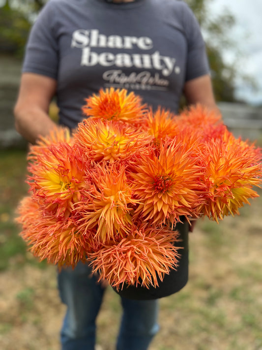 buy Bloomquist Burst dahlia tubers from Triple Wren Farms for your home garden