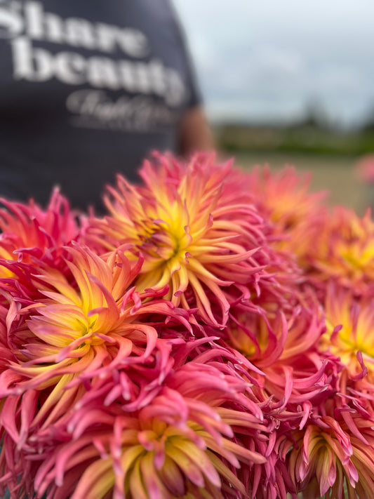 Pink and fuchsia and yellow and pale yellow and magenta Bloomquist Radiant Dahlia Tubers from Triple Wren Farms