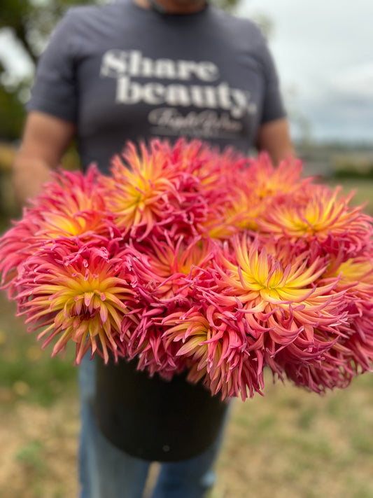 Bloomquist Radiant Dahlia Tubers from Triple Wren Farms