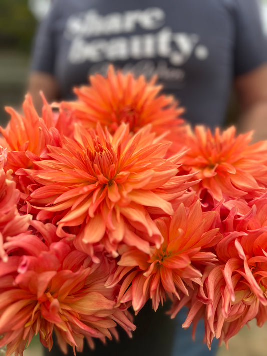 Orange and Peach Bloomquist Peach Sorbet dahlia tubers from Triple Wren Farms