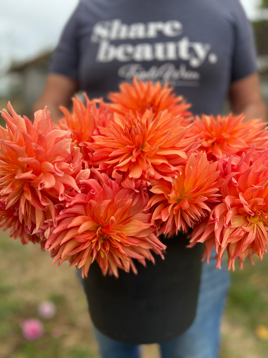 Bloomquist Peach Sorbet dahlia tubers from Triple Wren Farms