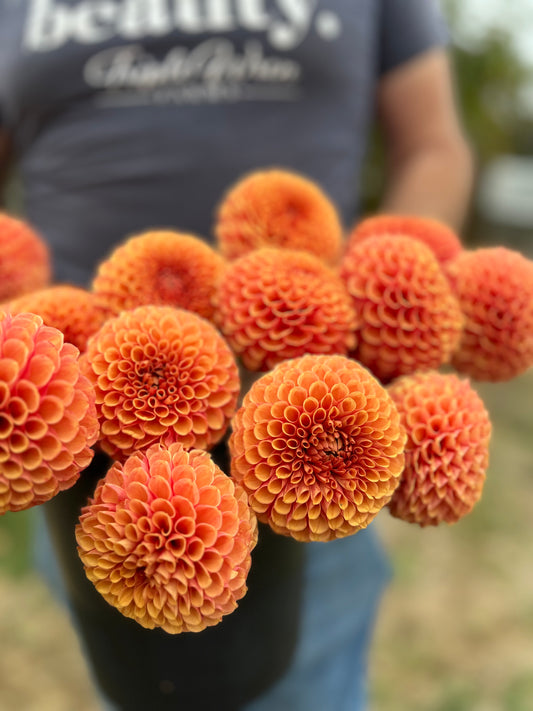 Orange and light Orange and Peach Hy Suntan Dahlia Tuber from Triple Wren Farms