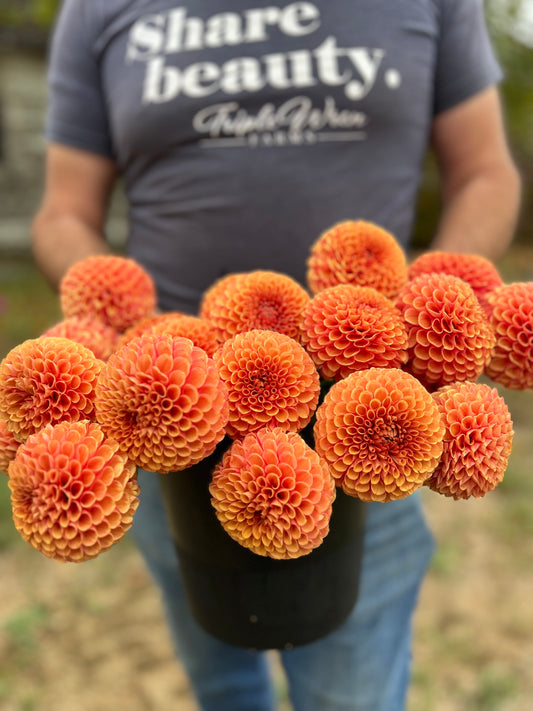 Hy Suntan Dahlia Tuber from Triple Wren Farms