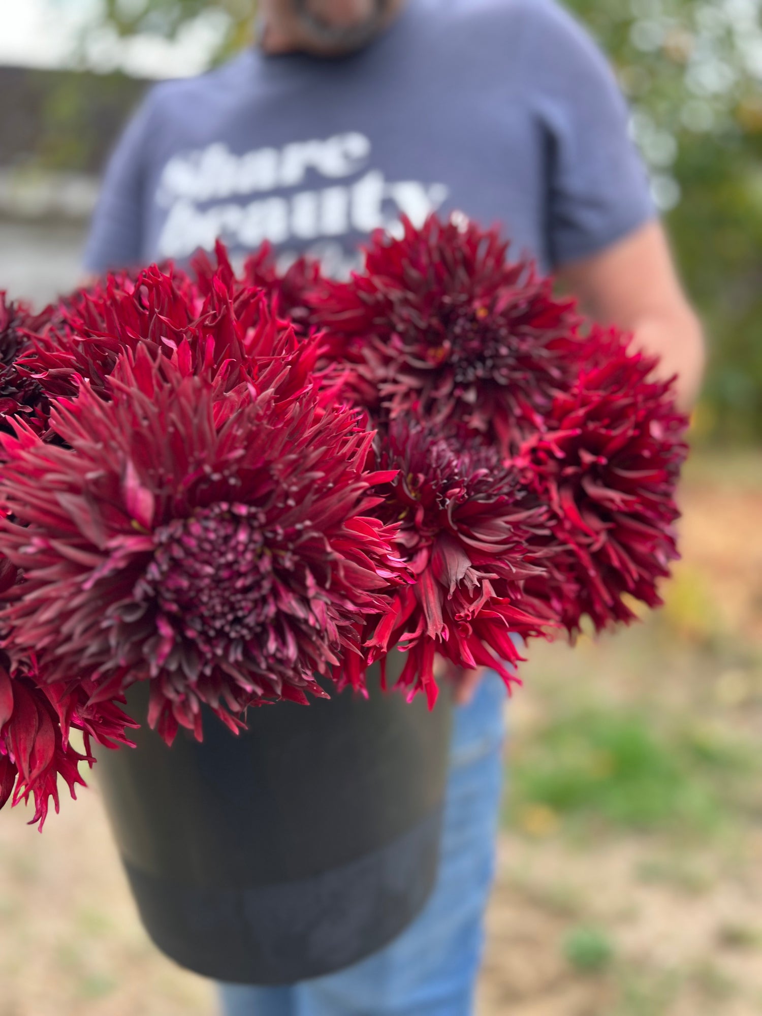 Macop Kenora Macop-B Dahlia Tuber – Triple Wren Farms