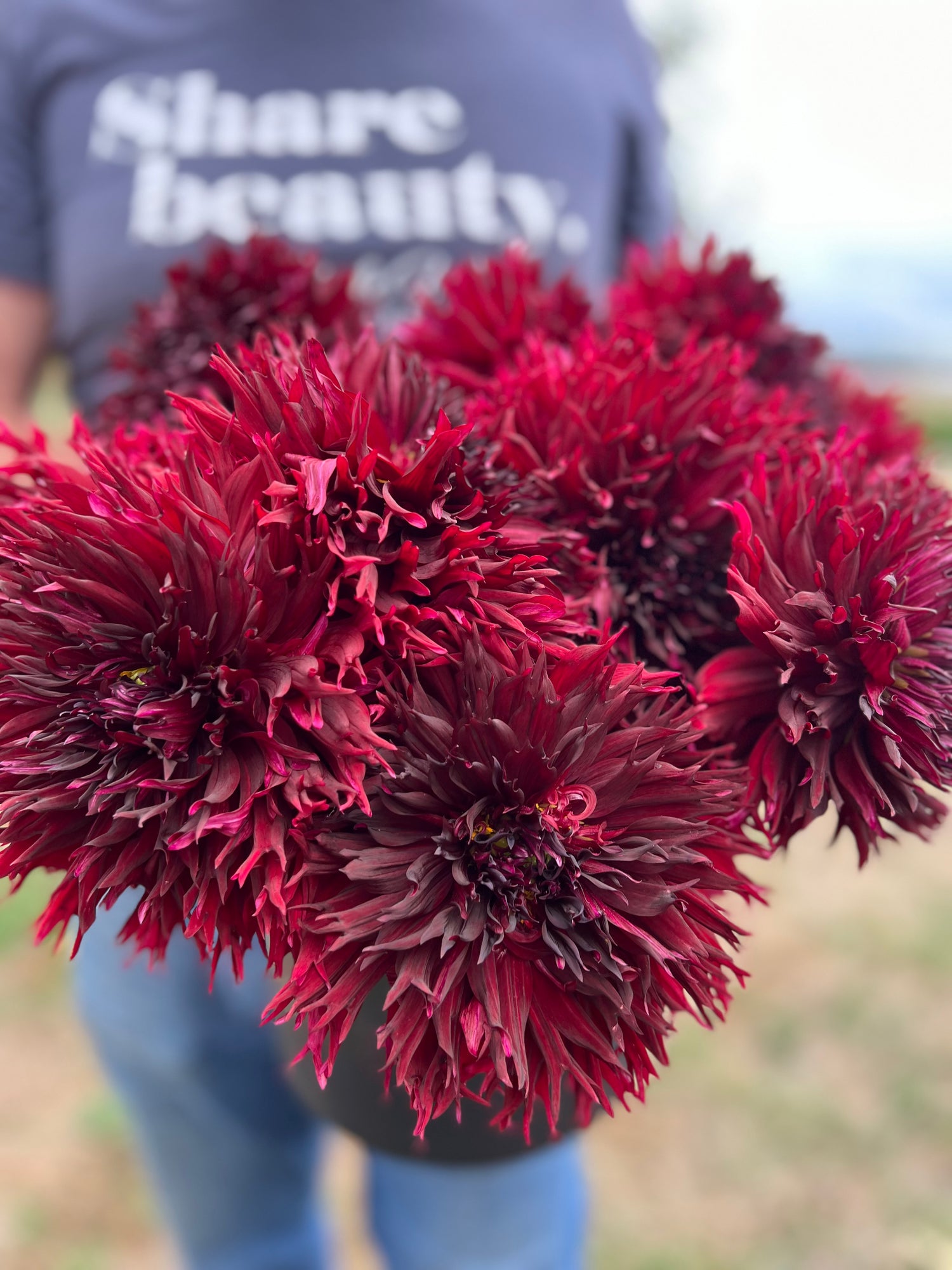 Macop Kenora Macop-B Dahlia Tuber – Triple Wren Farms