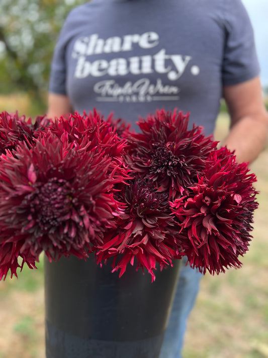 KA's Kenora Macop-B Dahlia Tubers from Triple Wren Farms