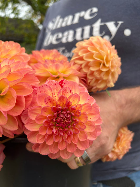 Pink and oral and Orange and Yellow and Peach and Golden Lark's Ebbe Dahlia Tubers from Triple Wren Farms