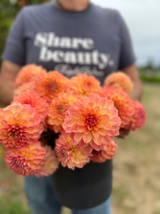 Lark's Ebbe Dahlia Tubers from Triple Wren Farms