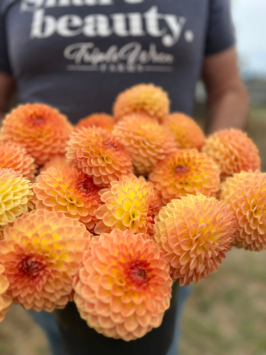 Yellow and Orange and Peach Blyton's Softer Gleam Dahlia tubers from Triple Wren Farms