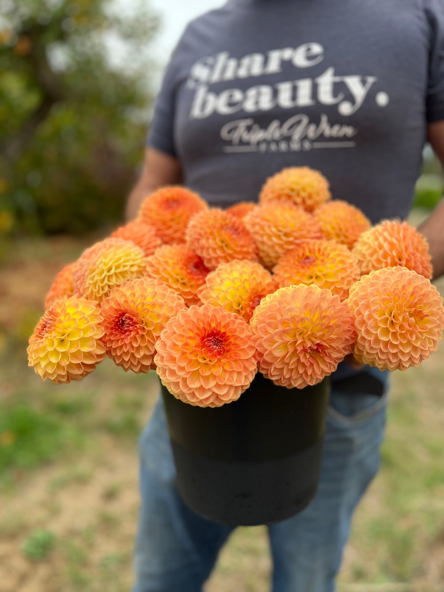 Blyton Softer Gleam Dahlia tubers from Triple Wren Farms 