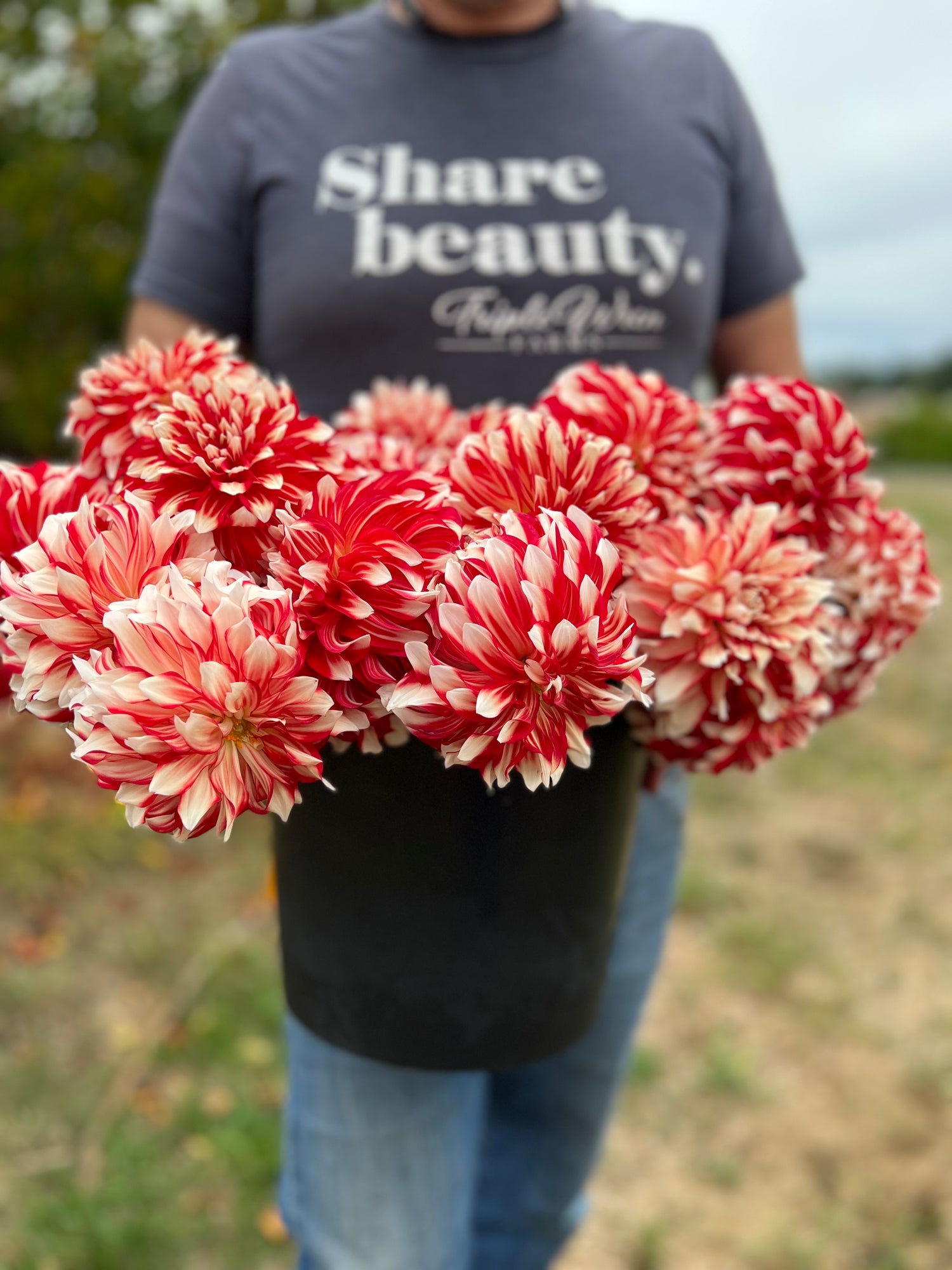 Myrtle's Brandy Dahlia Tubers from Triple Wren Farms