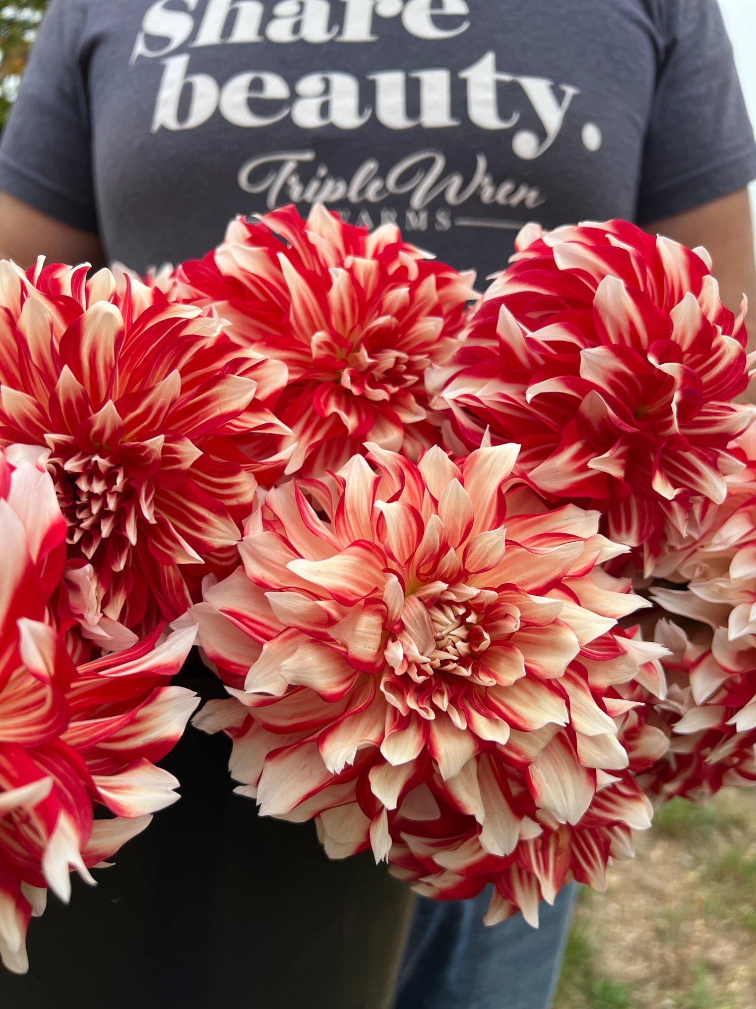 Red and White and Scarlet Myrtle's Brandy Dahlia Tubers from Triple Wren Farms