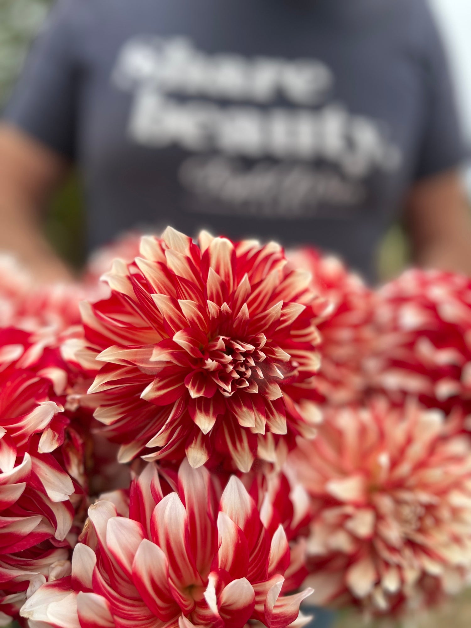 buy Myrtle's Brandy Dahlia Tubers from Triple Wren Farms for your home garden