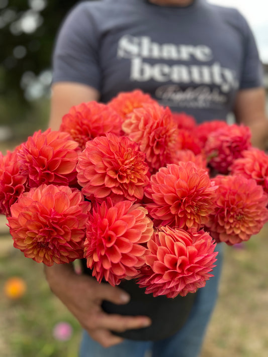 Lakeview Lucky Dahlia Tubers from Triple Wren Farms