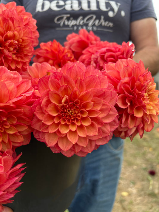 Red and Orange and Coral and Peach and Light Orange Lakeview Lucky Dahlia Tubers from Triple Wren Farms