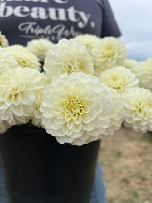 White and Cream and pale yellow White Aster Dahlia Tubers from Triple Wren Farms