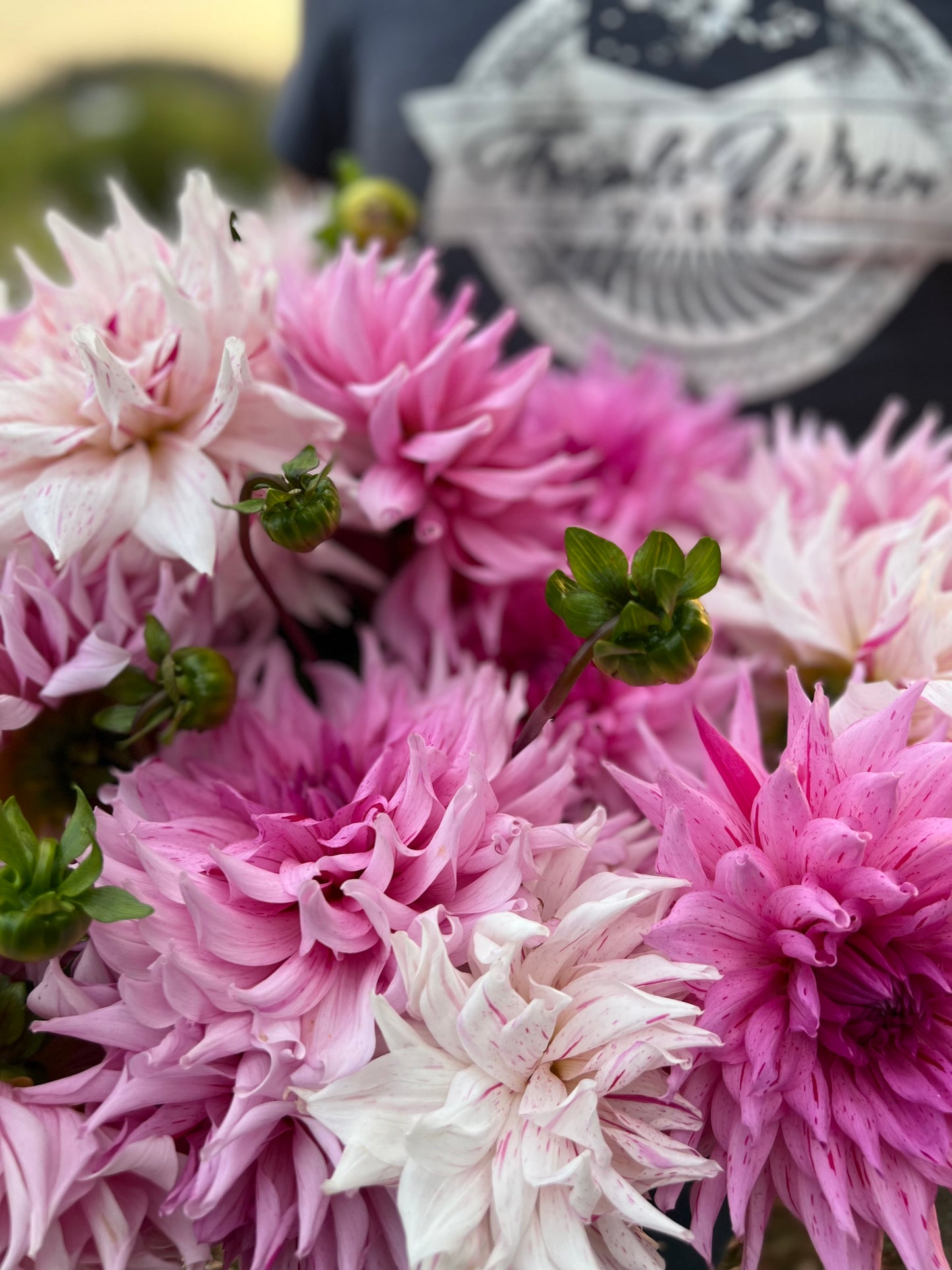 Mick's Peppermint Dahlia Tuber